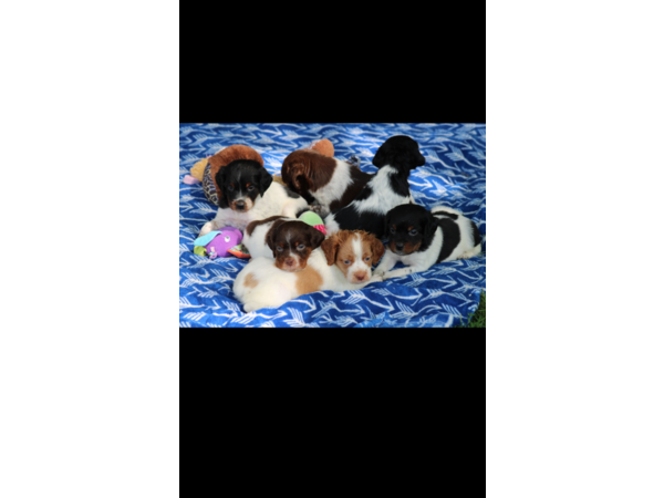 Chiots épagneul breton