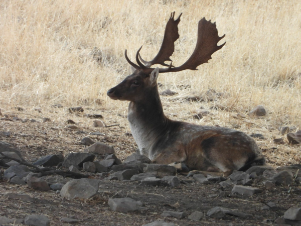 Monteria Castilla la mancha