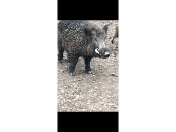 Sangliers de 40kg