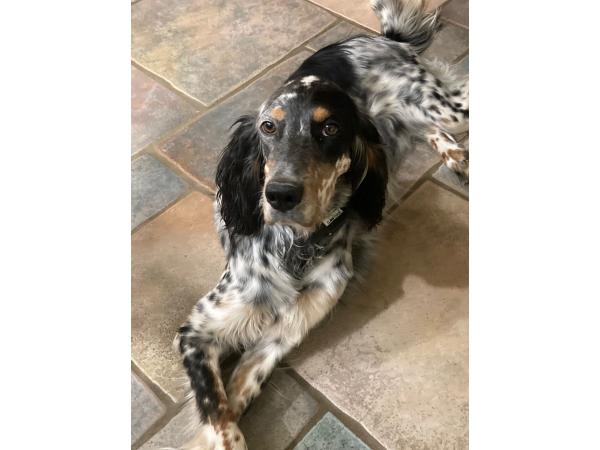 Setter anglais