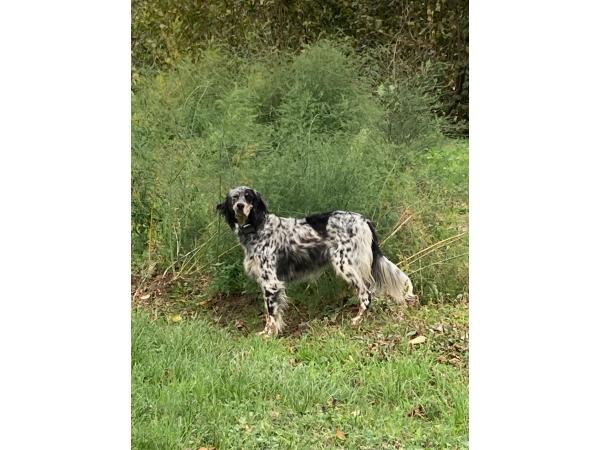 Setter anglais