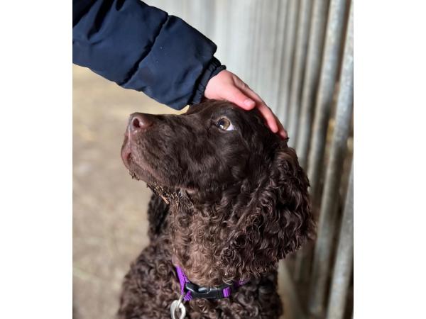 Chiots « American Water Spaniel »