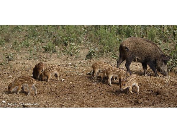 Action de chasse