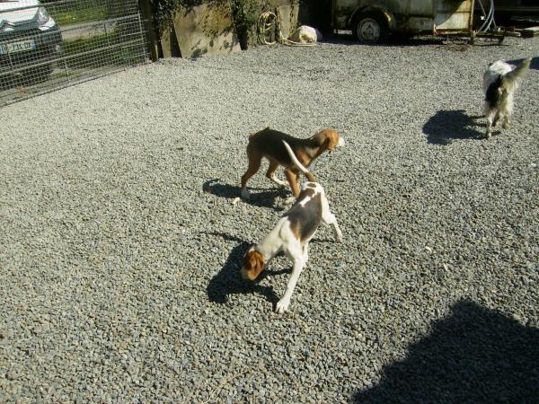 a réserver chiots AFPV - Beagle-harrier