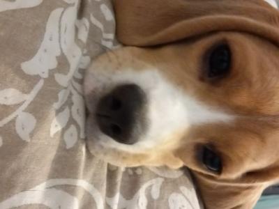 Chiot de 7mois à céder