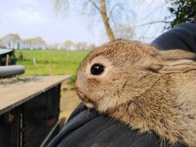 Lapin de garenne