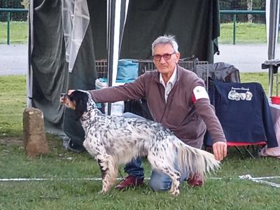Thor tricolore dispo saillie ( setter anglais )