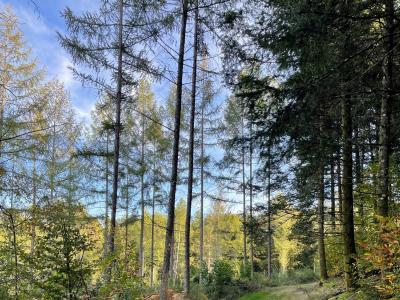 territoire de chasse 125 ha de forêt Corrèze