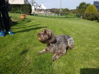 Vend griffon korthals