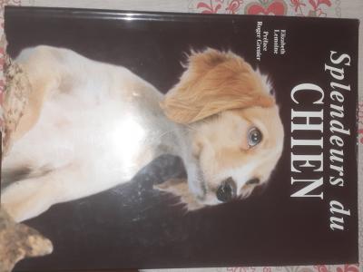 Splendeurs du chien