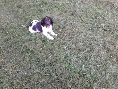 vends 5 chiots petit épagneul de munster LOF