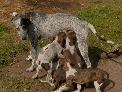 Chiots à  adopter ( Braque Levrier)