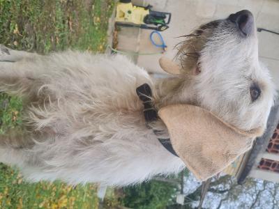 Chien adulte porcelaine x griffon