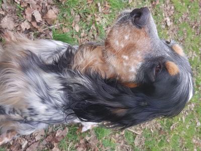 vends chiots setter anglais lof mâles