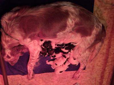Chiots setter anglais LOF