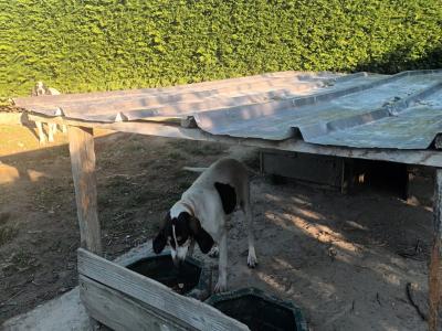 Chiot à retenir