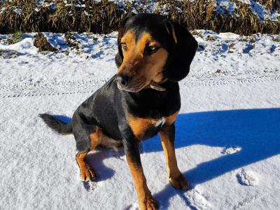 Croisé Beagle/Jack Terrier