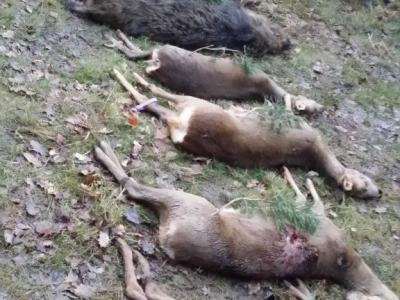 Chasse grand gibier - en domaniale - le VENDREDI – 2h du Périf- nord 45- 2025/26-