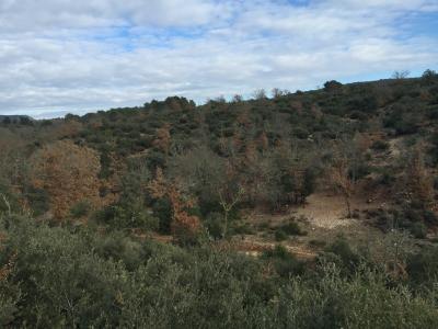 Chasse Approche et Affut en Provence