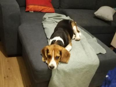 Don chiot beagle 5 mois