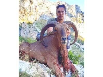 Chasse mouflon
