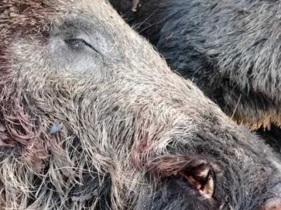 CHASSE GRAND GIBIERS NORD 77