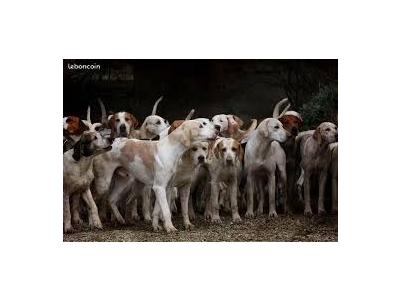 Action de chasse grand gibier - Mayenne (Laval)