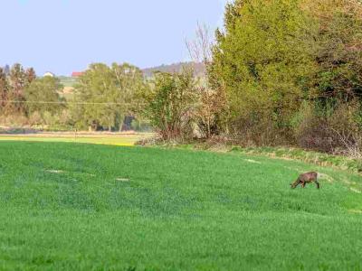 77-CHASSE EN INDIVIDUEL PETITS ET GROS GIBIERS