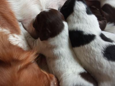 Epagneul Breton non lof disponible