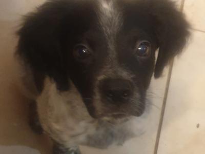 Chiots épagneuls bretons non lof disponible