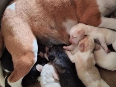 Beagle lof