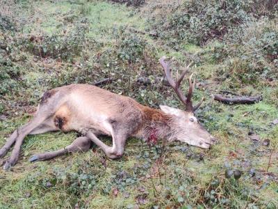 TRES BELLE CHASSE GG DU LUNDI Dourdan Essonne