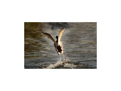 Chasse en Sologne