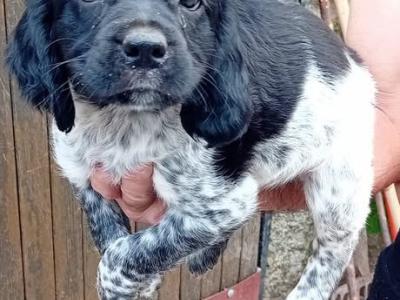Chiot mâle EPAGNEUL BRETON