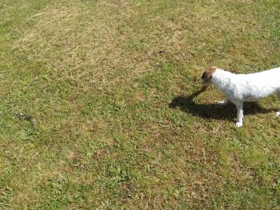 Chasse Sologne Loiret