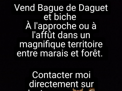 Bague de Daguet et biche