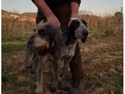 Chienne voix unique au chevreuil