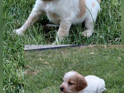 Vends chiots mâles epagneuls bretons