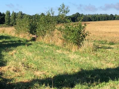 Territoire de chasse dans le Perche a Louer