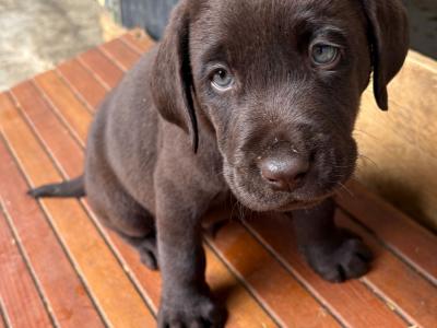 vends chiots labrador