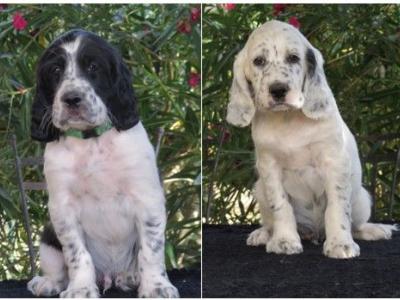 A vendre Chiots Setters Anglais LOF