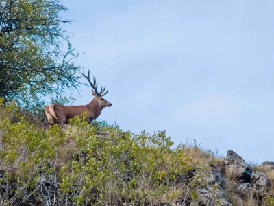 Tombola chasser dans le cantal