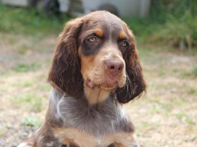 Chiots Epagneul Picard LOF