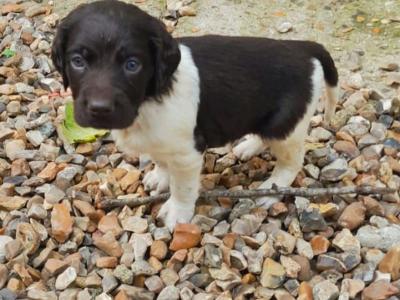 Chiot munsterlander