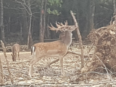 Chasse au grand gibier en enclos