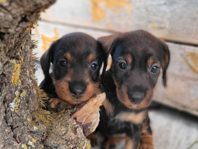 magnifique chiots Teckel Poil Dur LOF - Hautes Origines