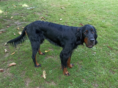 Donne jeune Setter Gordon
