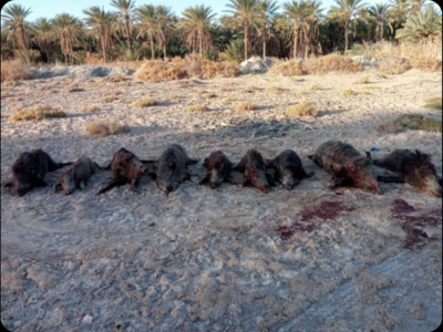 Voyage de chasse en Tunisie