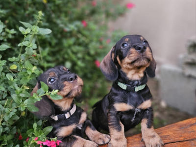 magnifique chiots Teckel Poil Dur LOF - Hautes Origines