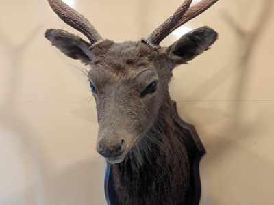 Vendo tête de chevreuil naturalisée